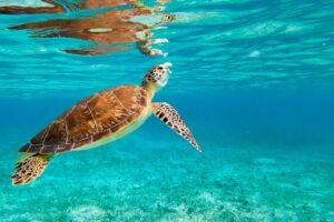 Sea Turtle swimming underwater, Atlantic Ocean, Spotts Beach, Cayman Islands